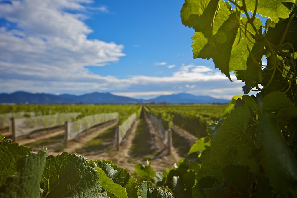 Marlborough vineyards by Tim Barrett