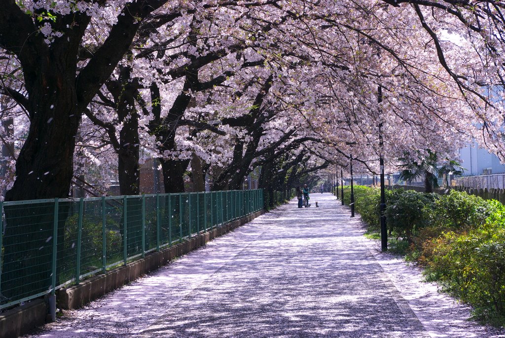 Cherry blossoms snowstorm　2009　Ａｐｒｉｌ by Matsubayashi