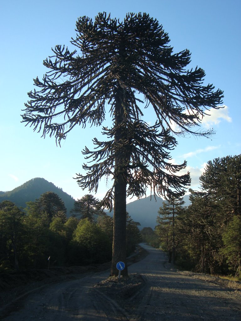 Araucaria en lado chileno by verukini