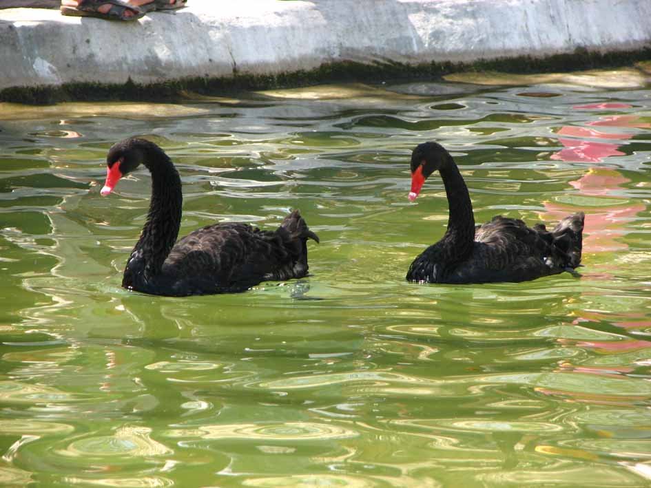 Birds Garden, Esfahan, Iran by hesam.chamani