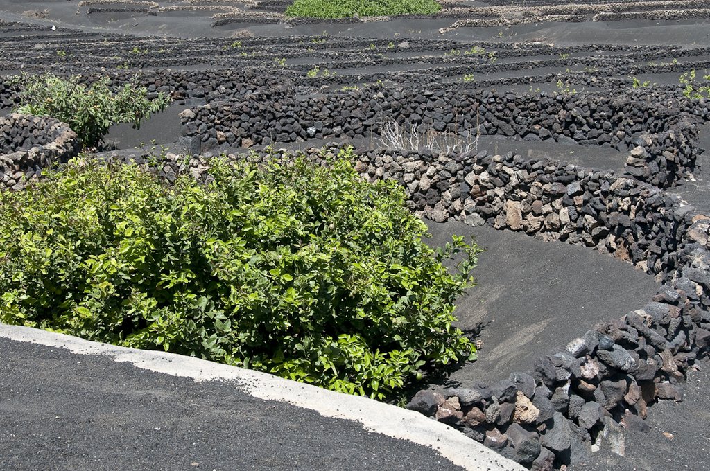 One grapevine per walled pit in the volcanic soil by Fred Henstridge