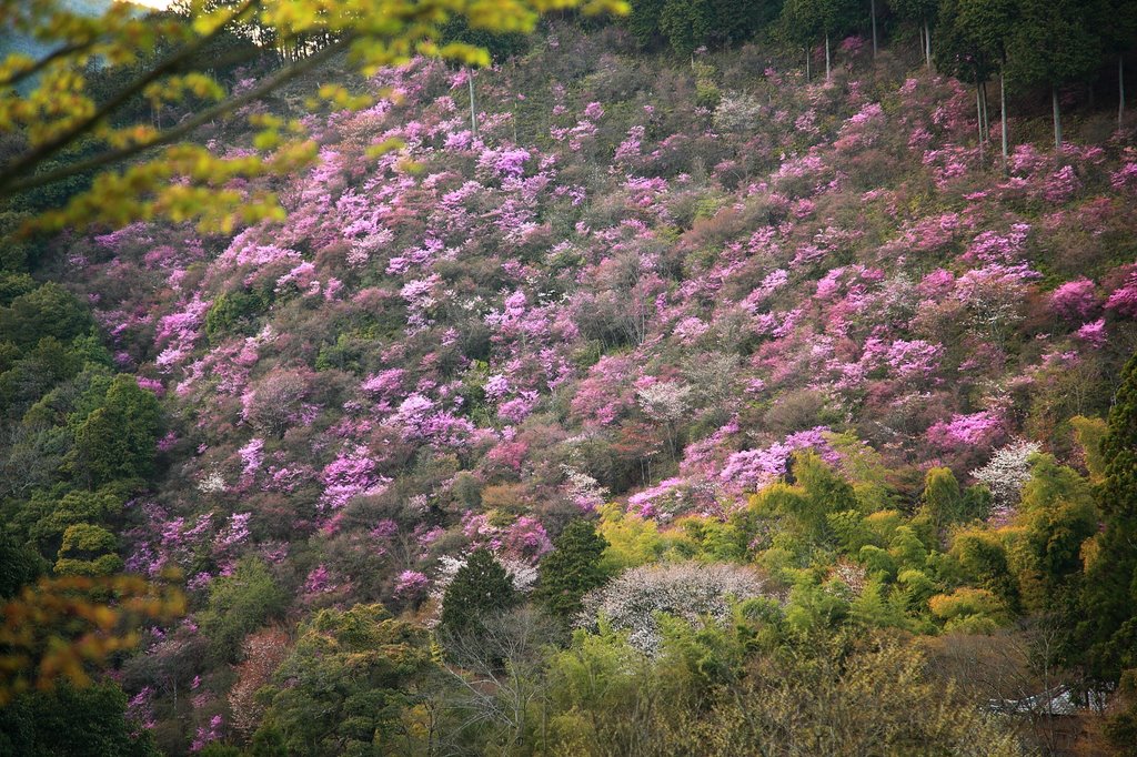 Tkao's blossom in Kyoto by Hiroshi883