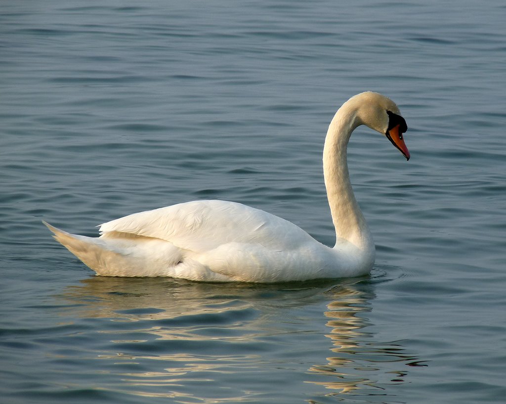 Eine Schönheit by Sabine aus Rostock