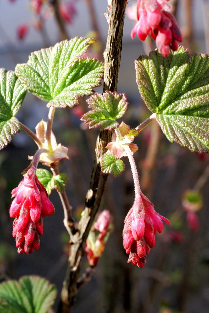 Frühlingsbote: Blut-Johannisbeere (Ribes sanguineum), © by UdoSm.the2nd by ©UdoSm.the2nd