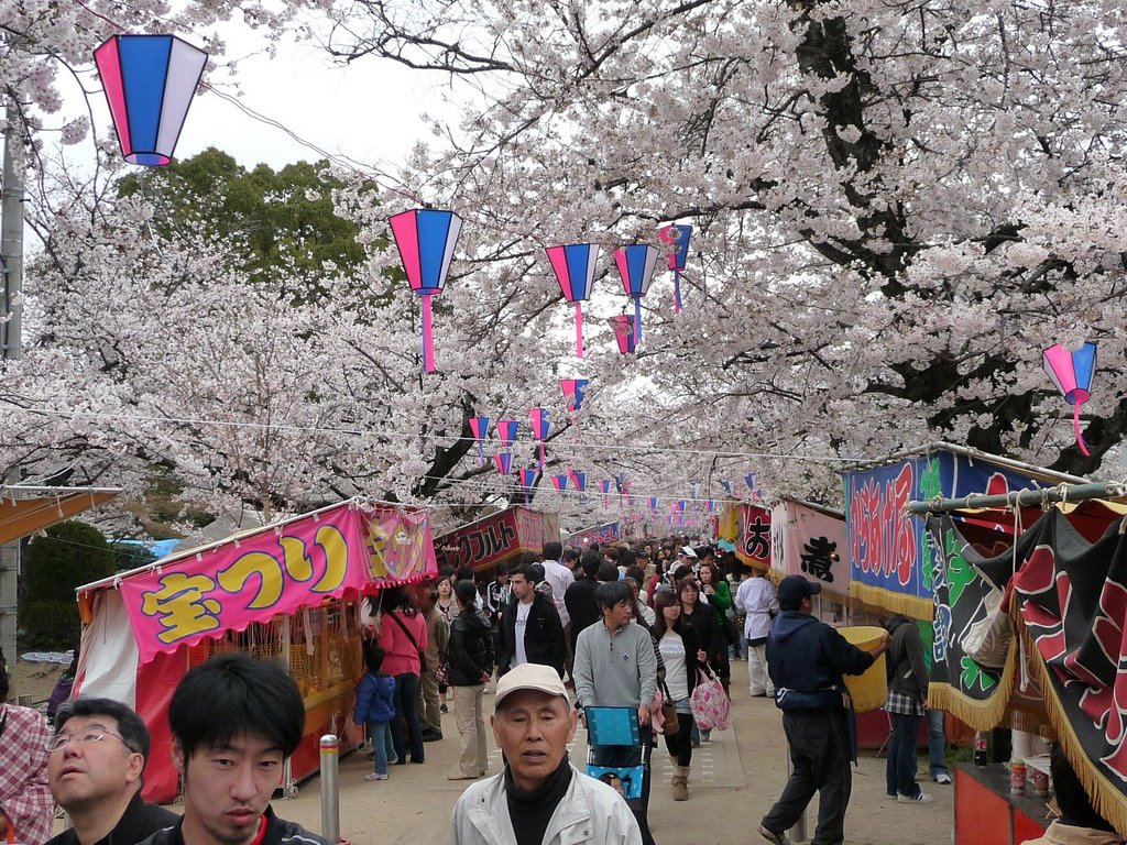 Sakura tunnel 桜トンネル by h-miz