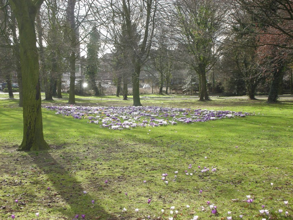 Crocuses in Ploegmakerspark, Asten by hannolancia