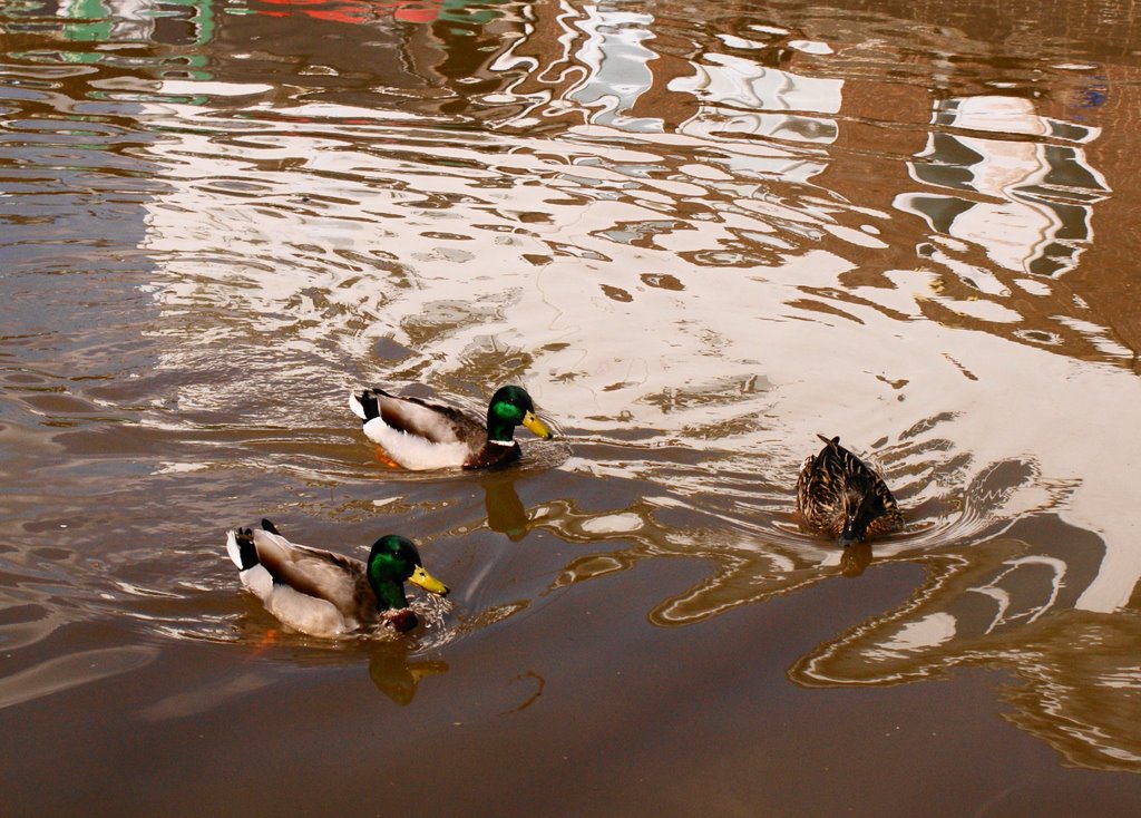 Ducks by gbr1