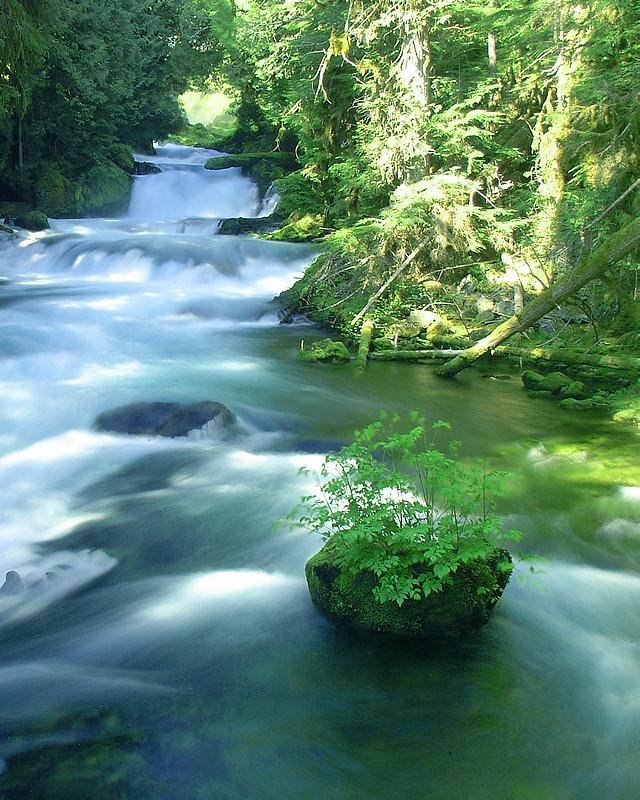 McKenzie River by Aaron Nuffer