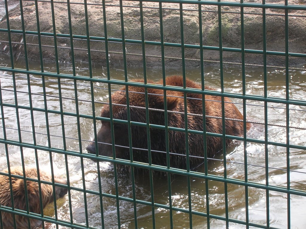 Daddy Bear Tierpark Bielefeld by willwhallace