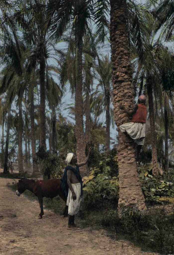 Touggourt, Algeria by Bouldjemar Moussa