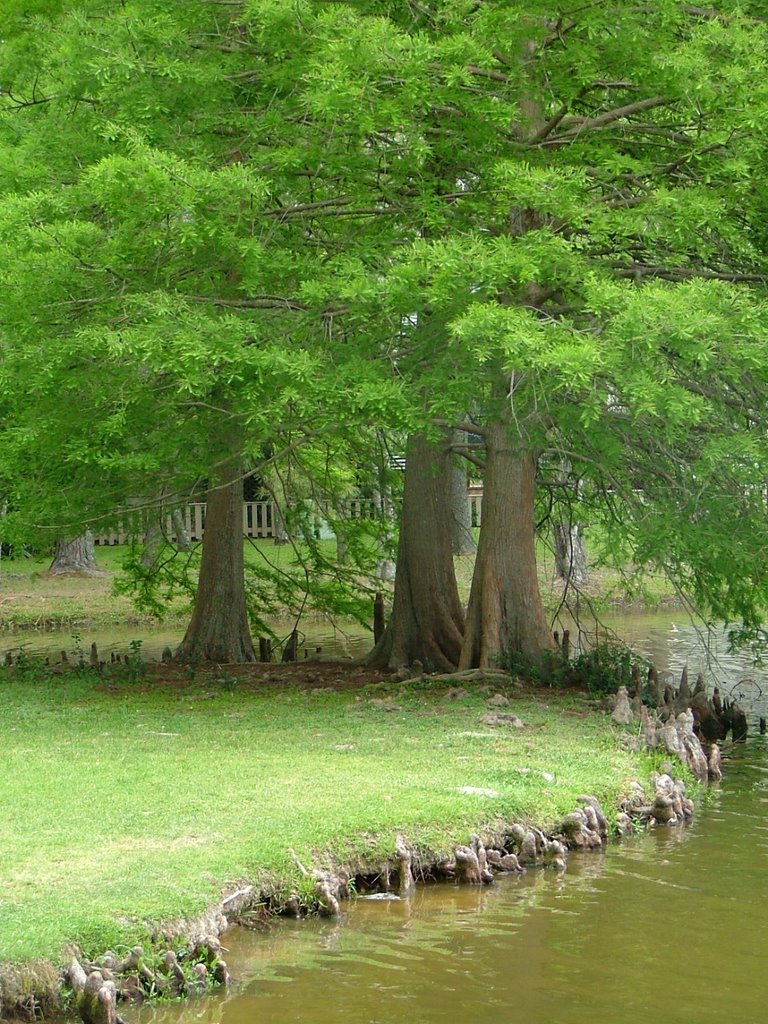 Forest Lake Park by Quatrock