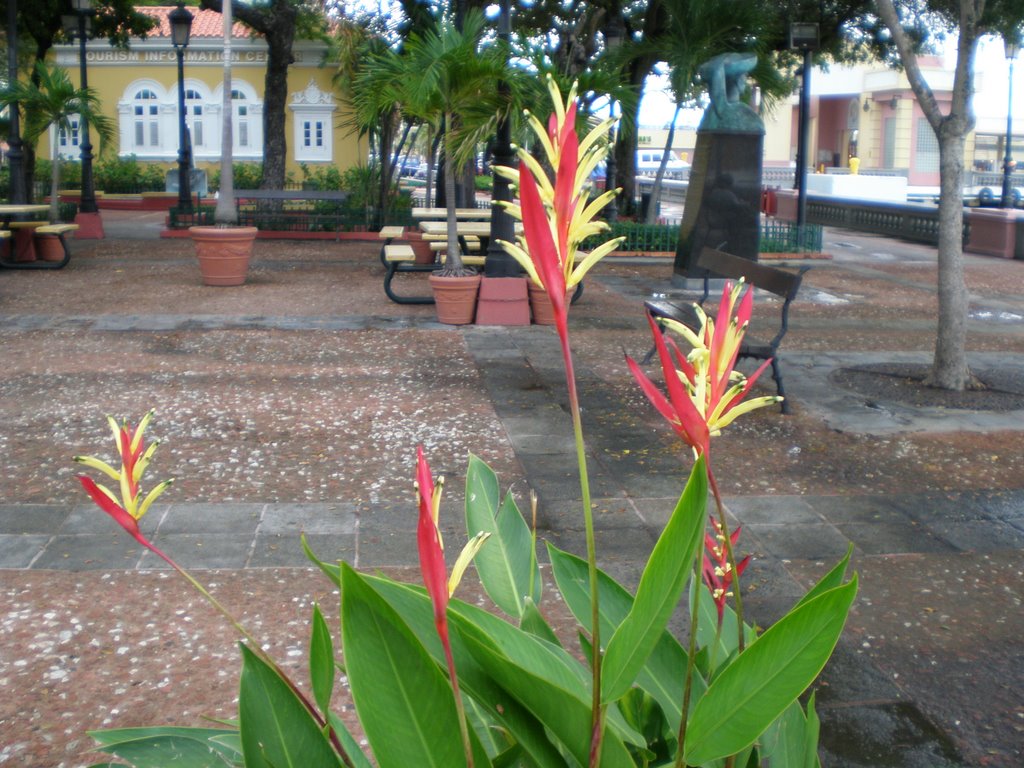 Beautiful flowers in Plaza Darsenas,Old San Juan, PR by MARIA PANIAGUA-AVELI…