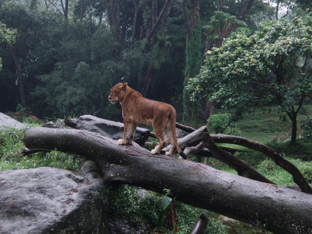 Wildcat at the Taman Safari Park - Java Island, Indonesia by Sonya Brunt