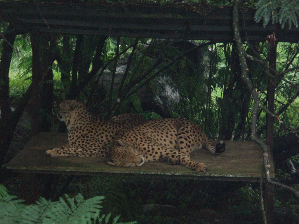 Leopards at the Taman Safari Park - Puncak, Java Island, Indonesia by Sonya Brunt