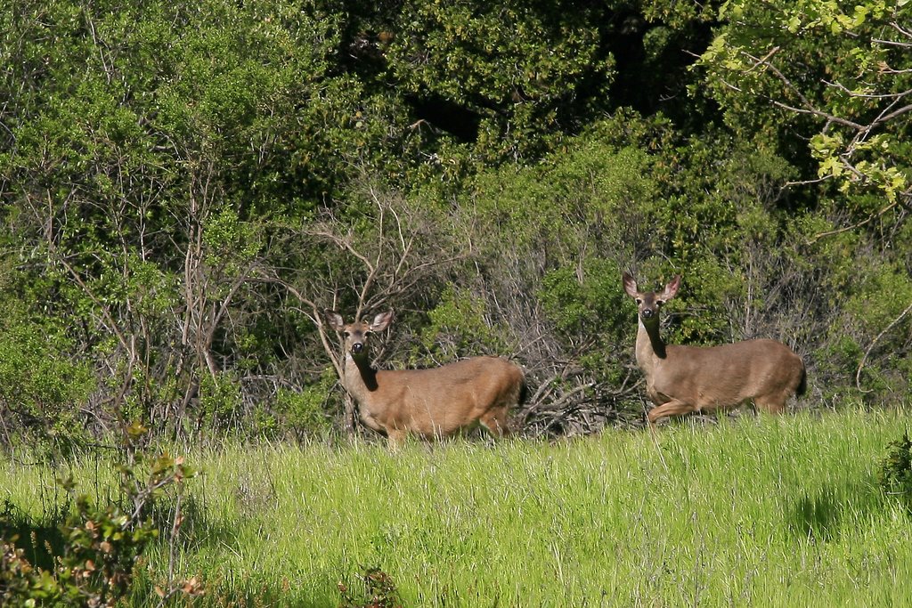 Picchetti Ranch Preserve - Black Tail Deer, Santa Clara County, California by davidcmc58