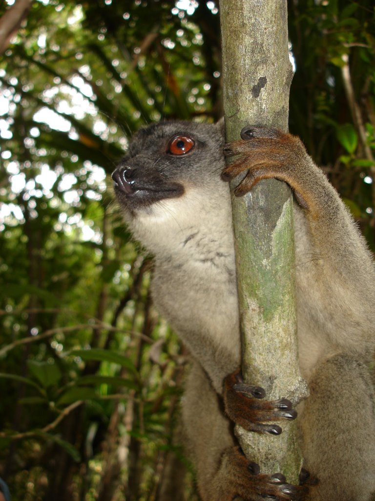 Lemur by Roland Mair