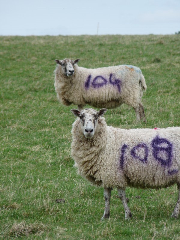 Stonehenge: Sheep by likealightbulb