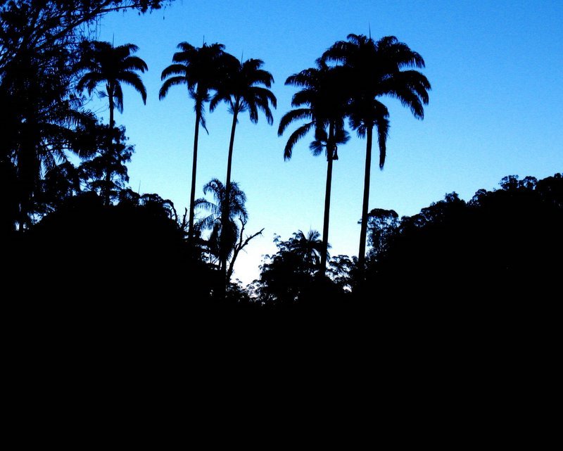 Vista do Lago ao Anoitecer (Horto Florestal) by Wagner Pelarigo