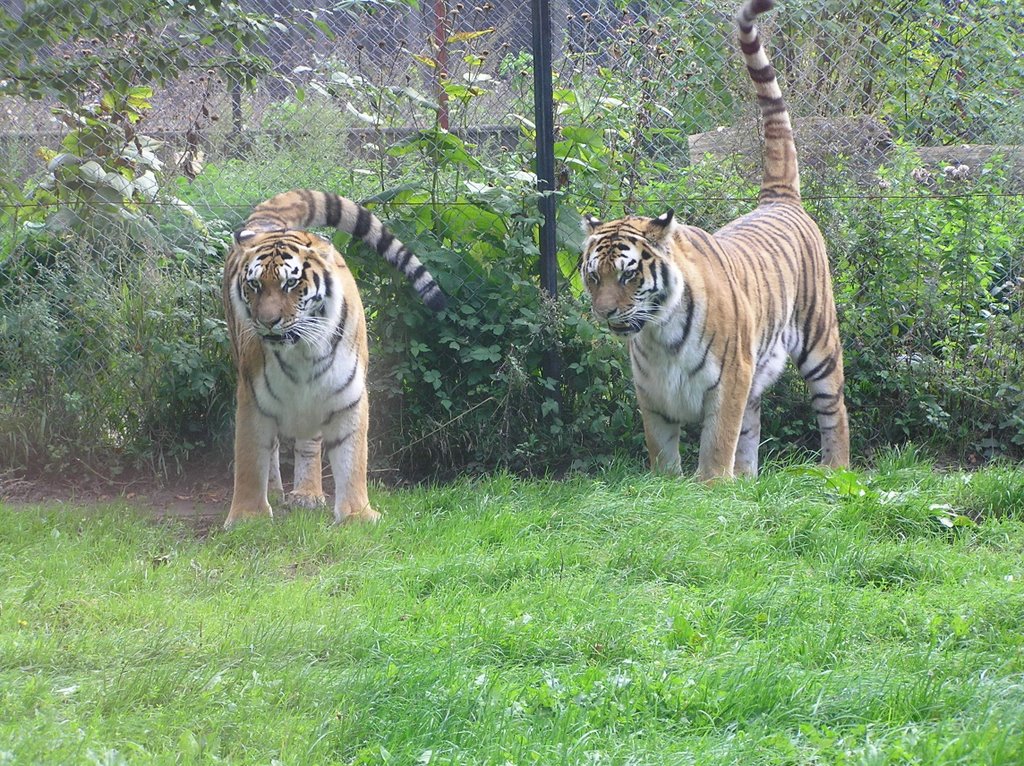 Knuthenborg Safari Park by ԁk‒cam