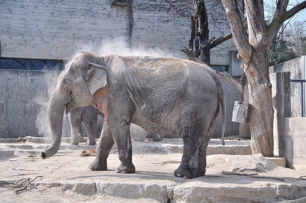 Zoo Zürich, Elefant by schluein