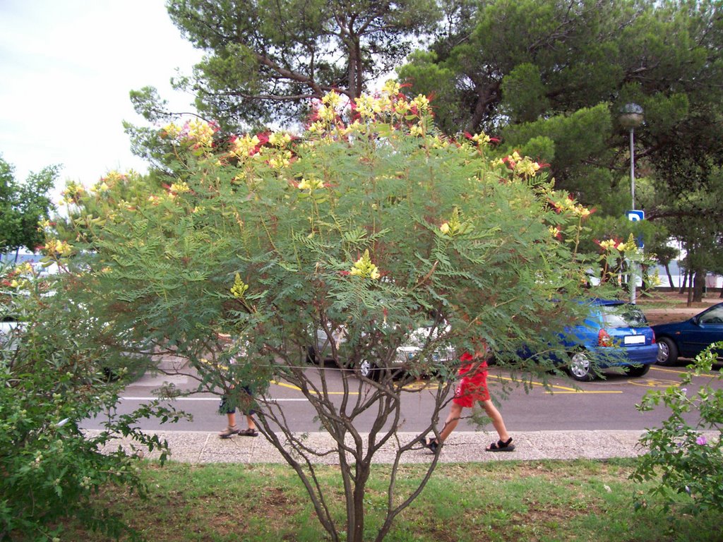 Sleeping tree Crikvenica by Nachtfalke09