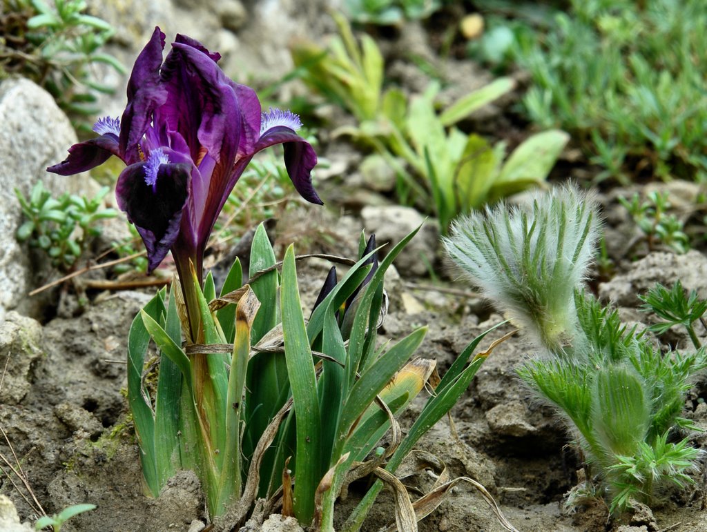 Iris Pumila (Törpe nőszirom) kék by wandor57