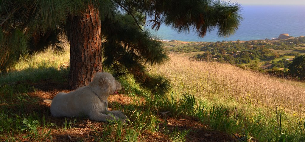 Shaded Overlook by Kazmaniac