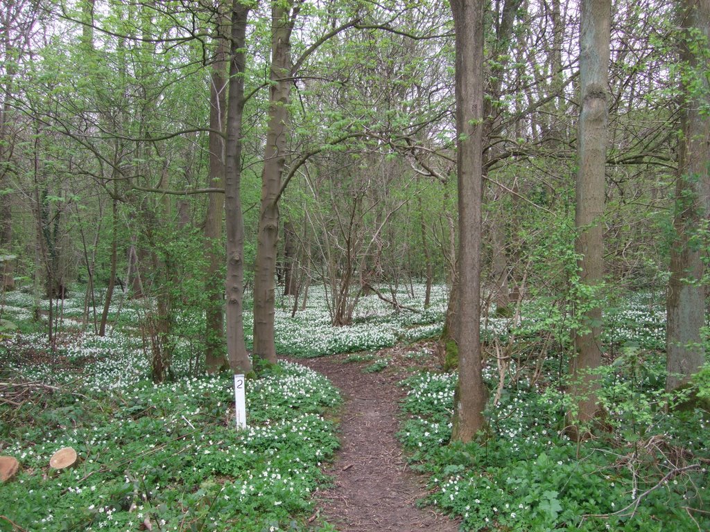 Wood anemones, Dukes Wood, Eakring by Dave Lauberts