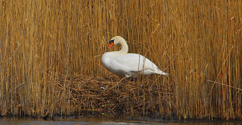 Nesting Mute Swan. Knobsvane på rede ved Smørmosen Herlev. by Klavs Frandsen