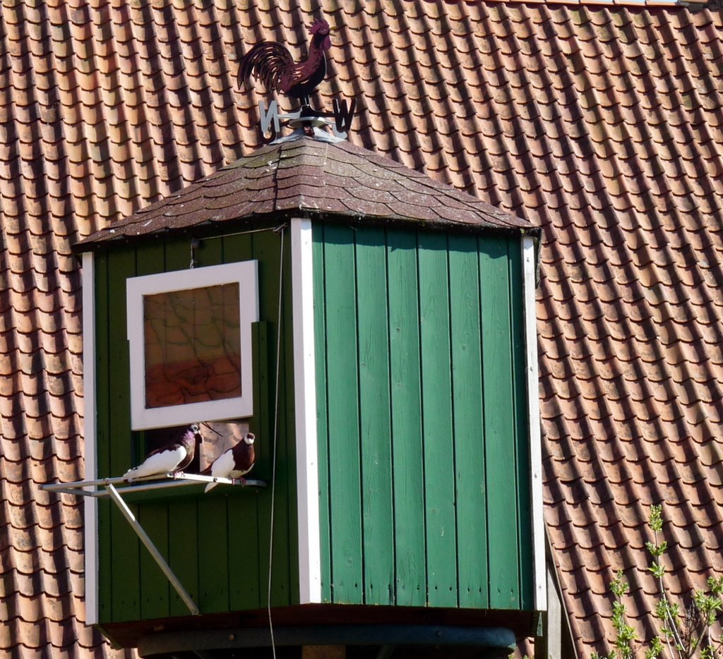 Ein Taubenpärchen und ein Wetterhahn by mimi.handorf