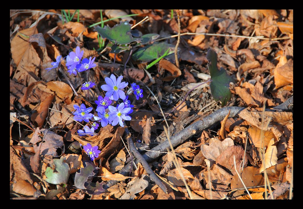 Blåsippa (Hepatica nobilis), Djurgården by Jan Öhrström