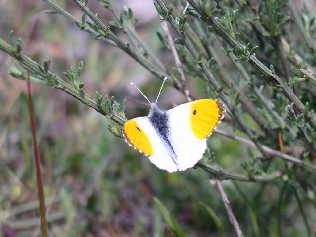 Aurora. (Anthocharis cardamines) by mundele.