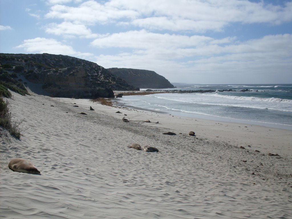 Seal Bay SA 5223, Australia by claudioantonioe