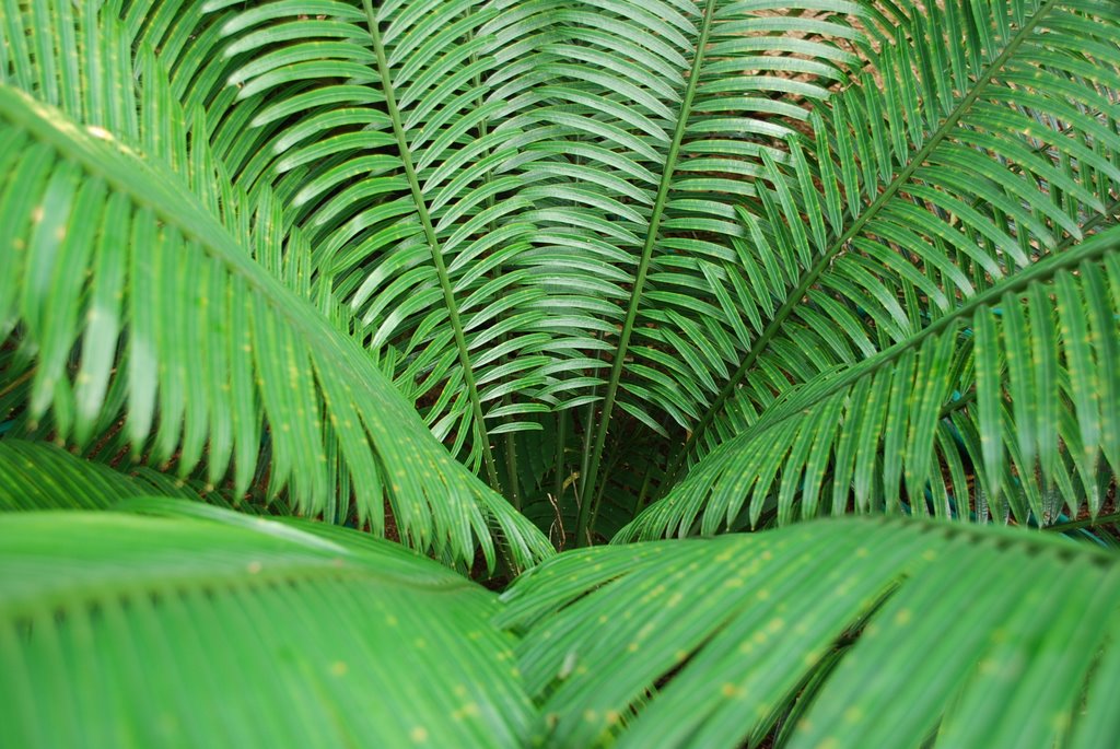 King Fern, Royal Botanical Garden by Vilma Sapaen