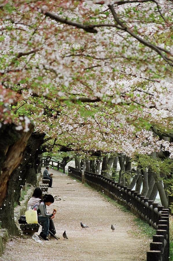 Sakura Bench by Ryan Wilson