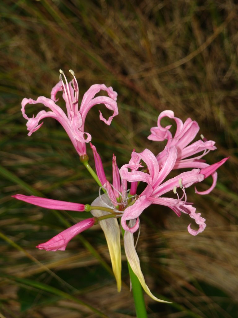 Flower by Zita Smith