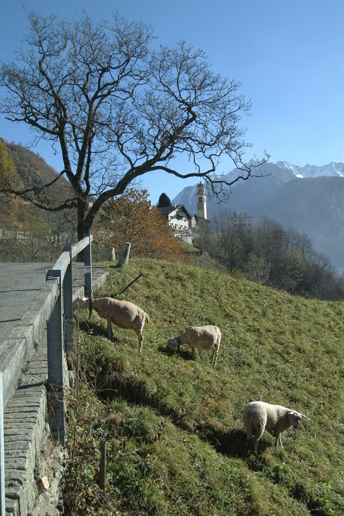 Autunno a soglio by francobrenna