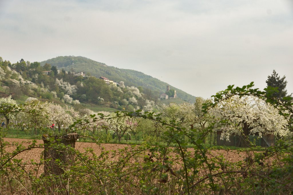 Frühling an der Strahlenburg by stollem