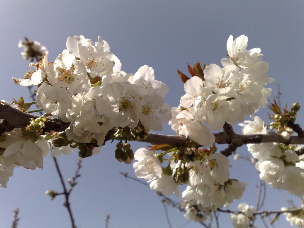 Cherry Flowers by skyphone