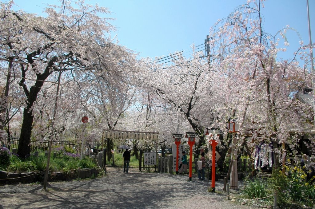 A garden in Hirano shrine as Sakura full bloom by ayusann