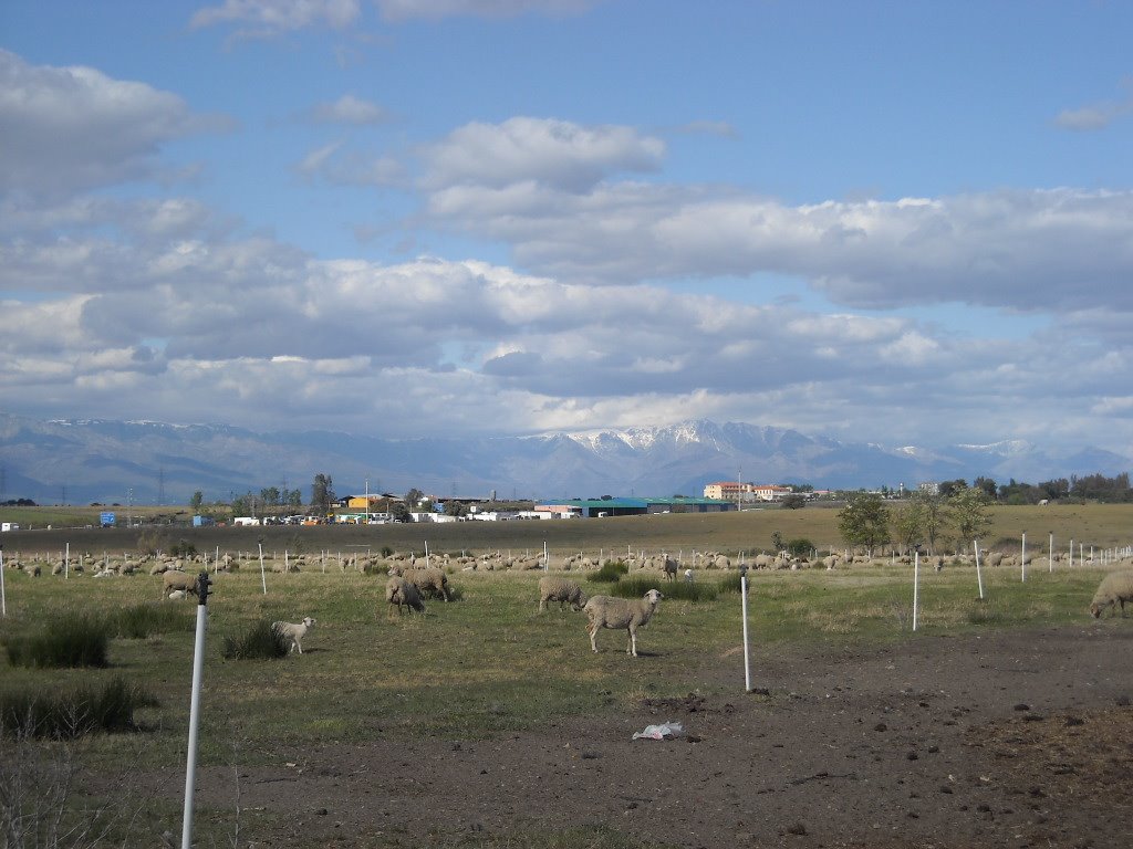 Ganado ovino y al fondo las cumbres nevadas de Gredos. Abril 2009 by viajeroandaluz