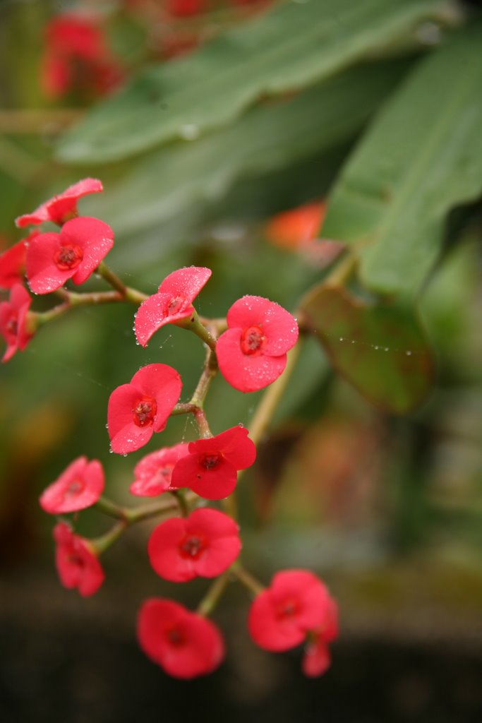 Lavras Novas, Minas Gerais, Brasil by Hans Sterkendries