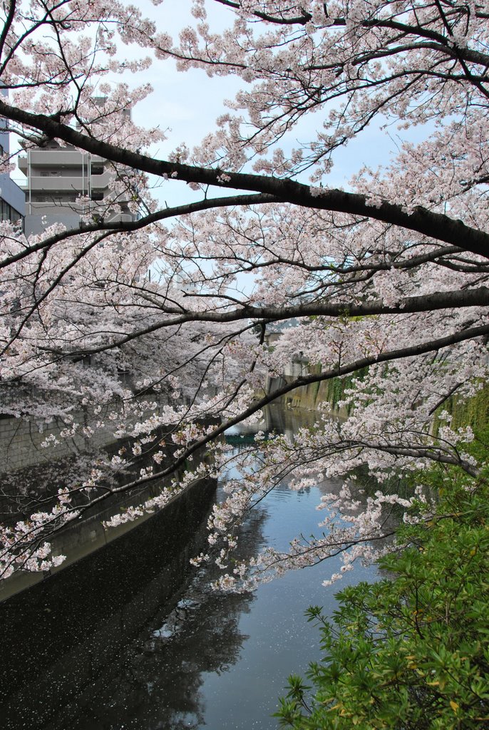 Kanda-gawa River 神田川 (2009.04.05) by k.takita