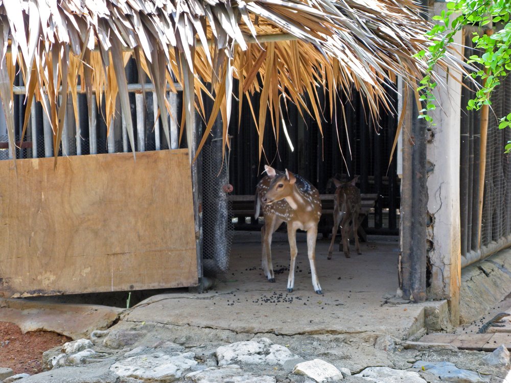 Bangkok, Thailand. Bambi is home. by Eivind Friedricksen