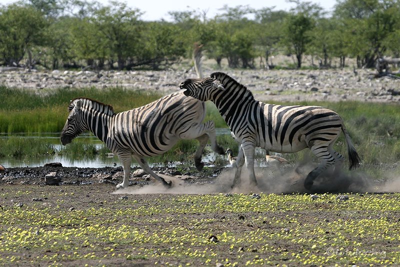 Zebras am Wasserloch Rietfontein, Etosha National Park, Namibia by fotofeeling.com