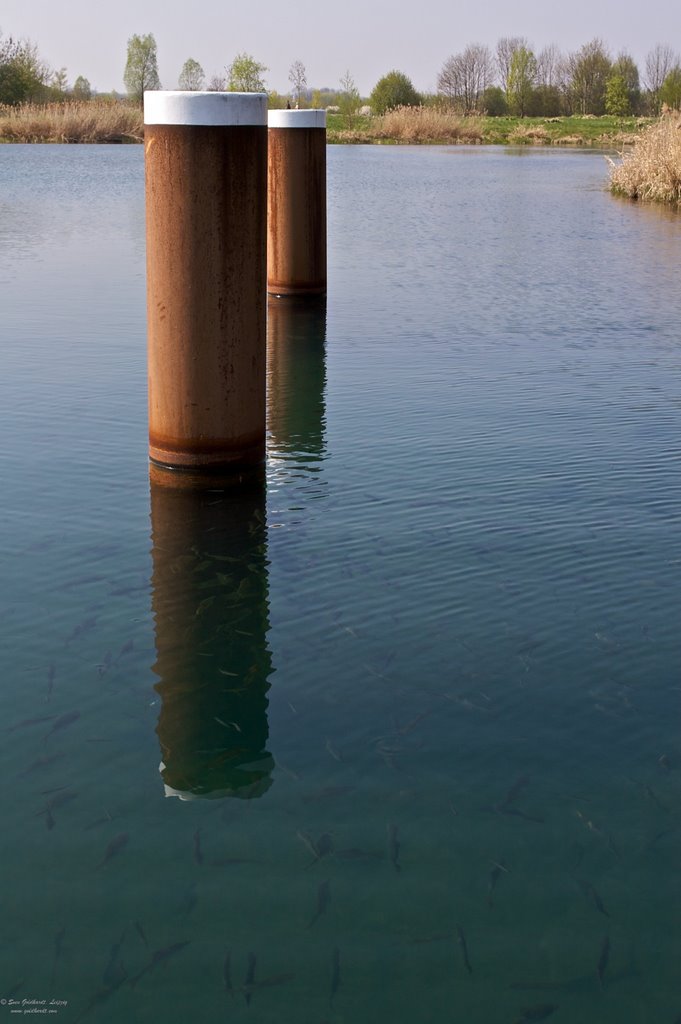 Fische an der Cospudener Schleuse by SGoldhardt