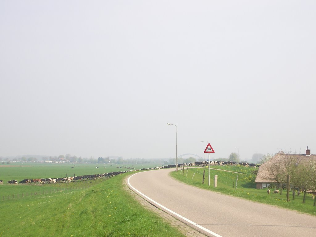 Warning: Crossing Cows! - Kortenhoevendijk - Lexmond - Holland by Leo Roubos