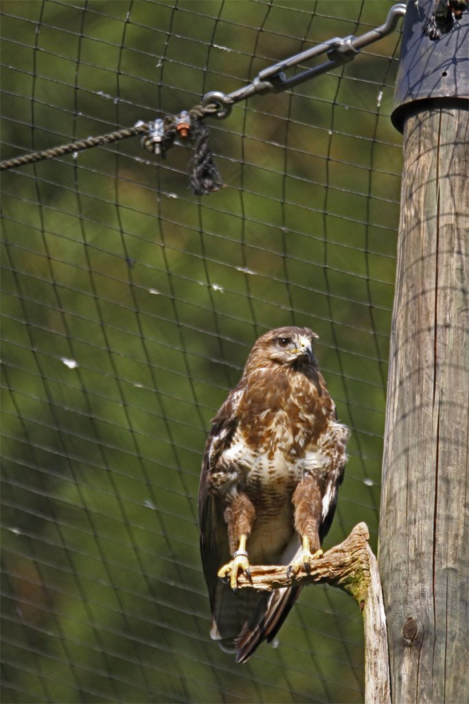 Mäusebussard by mr.hartunien