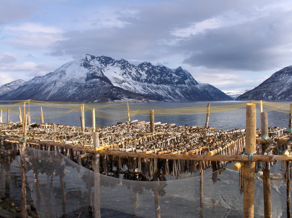 Fisk til tørring by Arne Gaarn