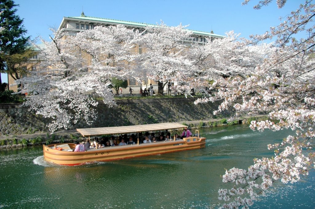 A boat specialized Sakura blossom viwing running Sosui canal by ayusann